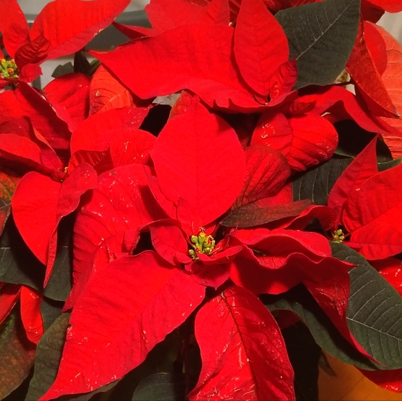 Meet the Posher Other - Meet your Poshers, Los Carmenatty